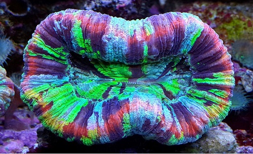 corals-under-violet-1.jpg